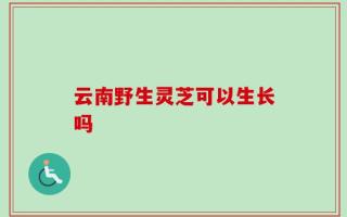 云南野生灵芝可以生长吗