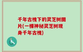 千年古槐下的灵芝树图片(一棵神秘灵芝树现身千年古槐)