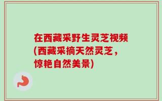 在西藏采野生灵芝视频(西藏采摘天然灵芝，惊艳自然美景)
