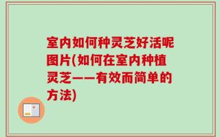 室内如何种灵芝好活呢图片(如何在室内种植灵芝——有效而简单的方法)