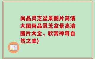 尚品灵芝盆景图片高清大图尚品灵芝盆景高清图片大全，欣赏神奇自然之美)