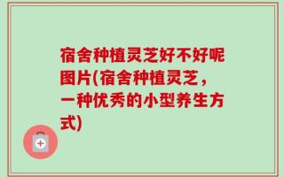 宿舍种植灵芝好不好呢图片(宿舍种植灵芝，一种优秀的小型养生方式)
