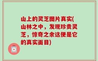 山上的灵芝图片真实(山林之中，发现珍贵灵芝，惊奇之余这便是它的真实面目)