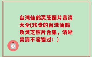 台湾仙鹤灵芝图片高清大全(珍贵的台湾仙鹤及灵芝照片合集，清晰高清不容错过！)