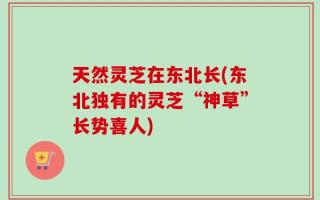 天然灵芝在东北长(东北独有的灵芝“神草”长势喜人)