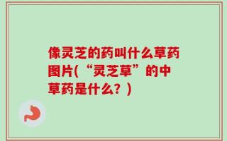像灵芝的药叫什么草药图片(“灵芝草”的中草药是什么？)