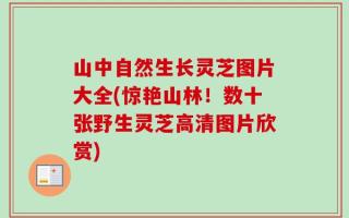 山中自然生长灵芝图片大全(惊艳山林！数十张野生灵芝高清图片欣赏)
