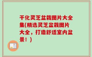 干化灵芝盆栽图片大全集(精选灵芝盆栽图片大全，打造舒适室内盆景！)