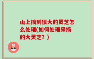 山上摘到很大的灵芝怎么处理(如何处理采摘的大灵芝？)