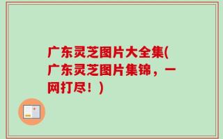 广东灵芝图片大全集(广东灵芝图片集锦，一网打尽！)