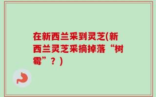 在新西兰采到灵芝(新西兰灵芝采摘掉落“树霉”？)