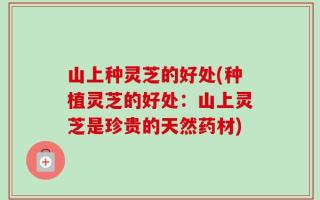山上种灵芝的好处(种植灵芝的好处：山上灵芝是珍贵的天然药材)