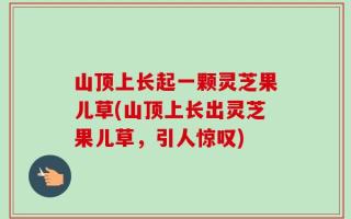 山顶上长起一颗灵芝果儿草(山顶上长出灵芝果儿草，引人惊叹)