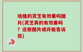 培植的灵芝有效果吗图片(灵芝真的有效果吗？这些图片或许能告诉你)