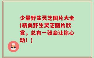 少量野生灵芝图片大全(精美野生灵芝图片欣赏，总有一张会让你心动！)