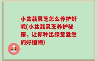 小盆栽灵芝怎么养护好呢(小盆栽灵芝养护秘籍，让你种出绿意盎然的好植物)