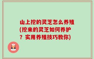 山上挖的灵芝怎么养殖(挖来的灵芝如何养护？实用养殖技巧教你)