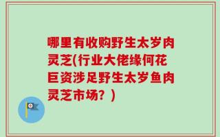 哪里有收购野生太岁肉灵芝(行业大佬缘何花巨资涉足野生太岁鱼肉灵芝市场？)