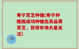 寿宁灵芝种植(寿宁种植园成功种植出高品质灵芝，获得市场大量关注)