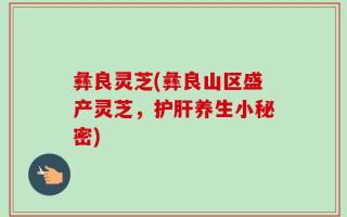 彝良灵芝(彝良山区盛产灵芝，护肝养生小秘密)