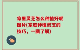 家里灵芝怎么种植好呢图片(家庭种植灵芝的技巧，一图了解)