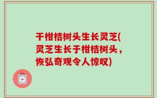 干柑桔树头生长灵芝(灵芝生长于柑桔树头，恢弘奇观令人惊叹)