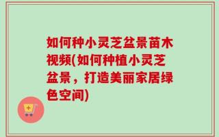 如何种小灵芝盆景苗木视频(如何种植小灵芝盆景，打造美丽家居绿色空间)