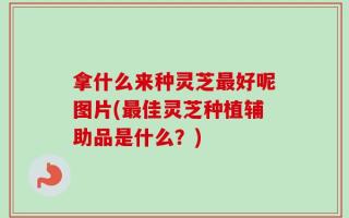 拿什么来种灵芝最好呢图片(最佳灵芝种植辅助品是什么？)