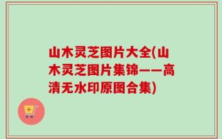 山木灵芝图片大全(山木灵芝图片集锦——高清无水印原图合集)