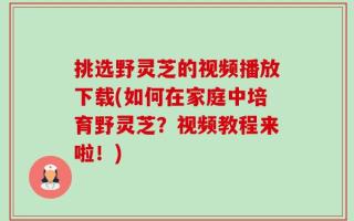 挑选野灵芝的视频播放下载(如何在家庭中培育野灵芝？视频教程来啦！)