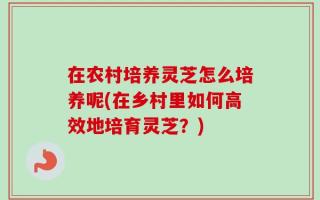 在农村培养灵芝怎么培养呢(在乡村里如何高效地培育灵芝？)