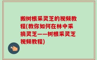 搬树根采灵芝的视频教程(教你如何在林中采摘灵芝——树根采灵芝视频教程)