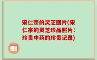 宋仁宗的灵芝图片(宋仁宗的灵芝珍品照片：珍贵中药的珍贵记录)