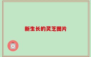 新生长的灵芝图片