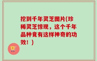 挖到千年灵芝图片(珍稀灵芝惊现，这个千年品种竟有这样神奇的功效！)