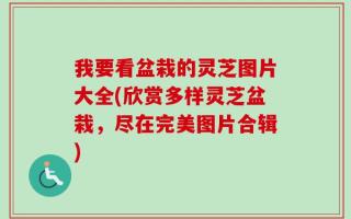 我要看盆栽的灵芝图片大全(欣赏多样灵芝盆栽，尽在完美图片合辑)