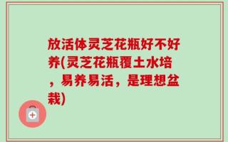 放活体灵芝花瓶好不好养(灵芝花瓶覆土水培，易养易活，是理想盆栽)