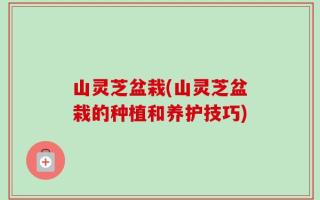 山灵芝盆栽(山灵芝盆栽的种植和养护技巧)