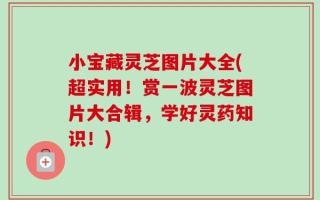 小宝藏灵芝图片大全(超实用！赏一波灵芝图片大合辑，学好灵药知识！)