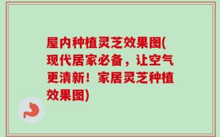 屋内种植灵芝效果图(现代居家必备，让空气更清新！家居灵芝种植效果图)