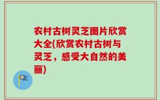 农村古树灵芝图片欣赏大全(欣赏农村古树与灵芝，感受大自然的美丽)