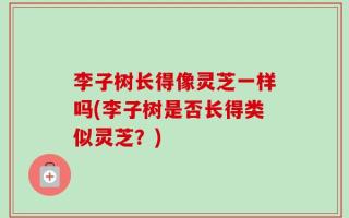 李子树长得像灵芝一样吗(李子树是否长得类似灵芝？)
