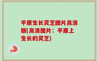 平原生长灵芝图片高清版(高清图片：平原上生长的灵芝)
