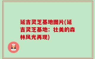 延吉灵芝基地图片(延吉灵芝基地：壮美的森林风光再现)