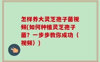 怎样养大灵芝孢子菌视频(如何种植灵芝孢子菌？一步步教你成功（视频）)