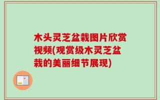 木头灵芝盆栽图片欣赏视频(观赏级木灵芝盆栽的美丽细节展现)