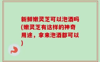 新鲜嫩灵芝可以泡酒吗(嫩灵芝有这样的神奇用途，拿来泡酒都可以)