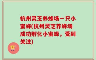 杭州灵芝养蜂场一只小蜜蜂(杭州灵芝养蜂场成功孵化小蜜蜂，受到关注)