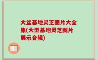 大盆基地灵芝图片大全集(大型基地灵芝图片展示合辑)