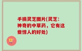 手摘灵芝图片(灵芝：神奇的中草药，它有这些惊人的好处)